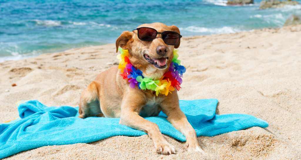 Beach-Safety-for-You-and-Your-Dog