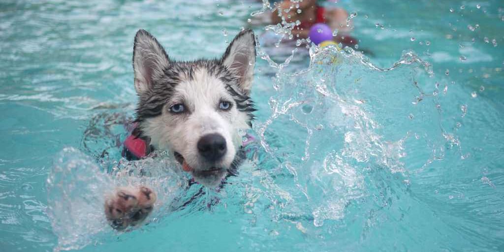 Chlorine-and-Your-Dog