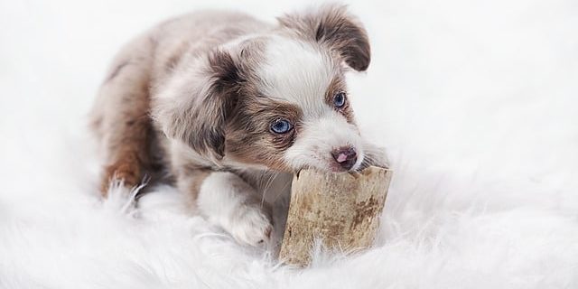 A young puppy calmly chewing on a toy during early development, representing healthy enrichment and the critical imprint stage.