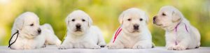 Stages of Puppyhood