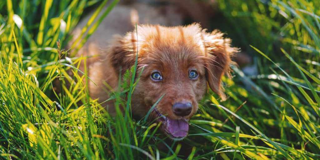why-dogs-eating-grass-