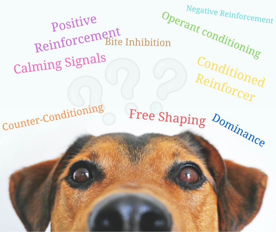 Dog Training Terms