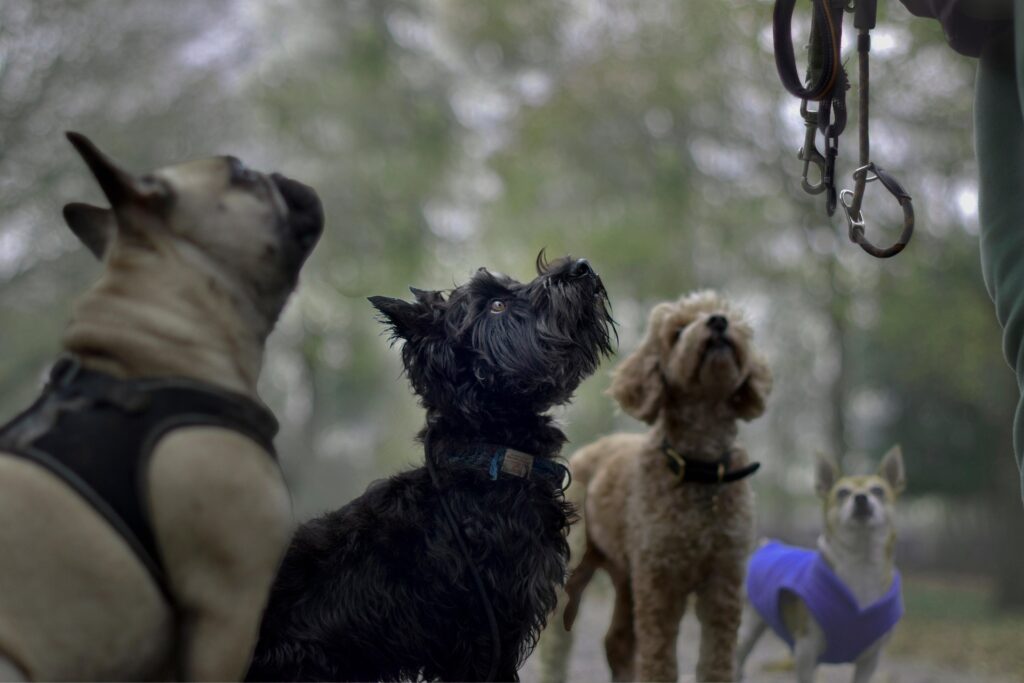 Three dogs looking at their handler during a force‑free training session at Camp Ruff Ruff.