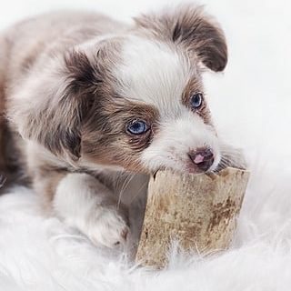 A young puppy calmly chewing on a toy during early development, representing healthy enrichment and the critical imprint stage.