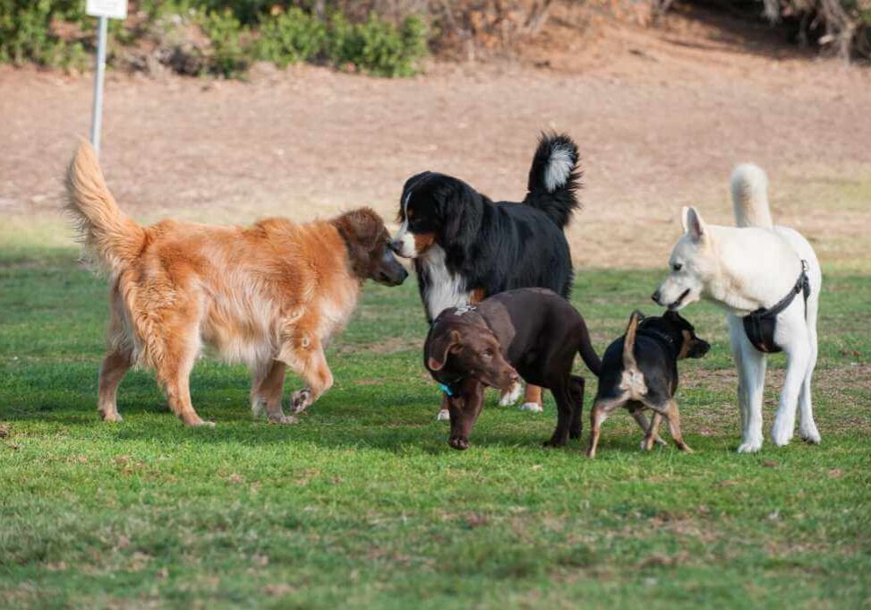 Behavior, Body Language, and Vocalizations