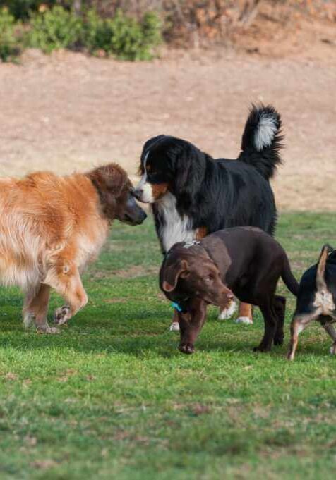 Behavior, Body Language, and Vocalizations