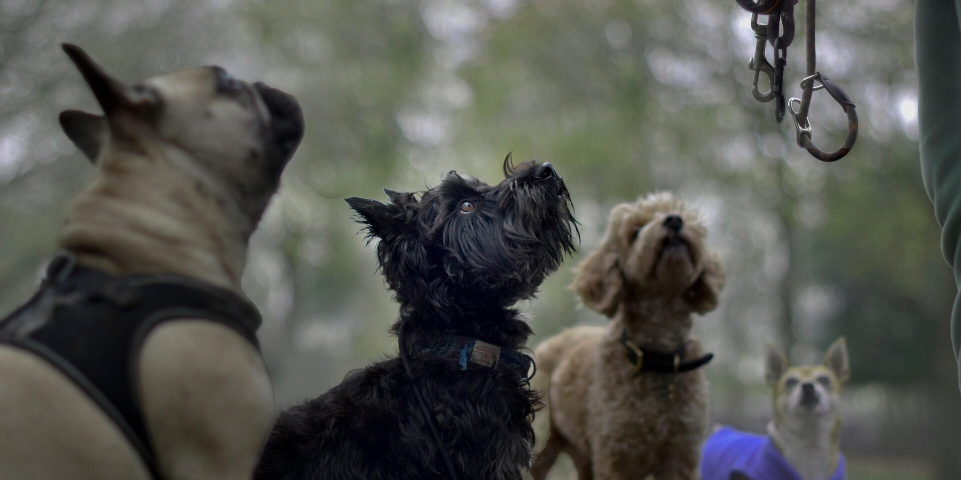Three dogs looking at their handler during a force‑free training session at Camp Ruff Ruff.